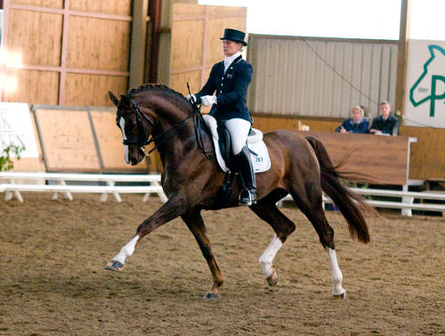 Belissimo M Dressage Stallion